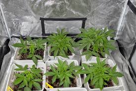 Sour Diesel Autoflower The Ultimate Guide to a Legendary Strain Sour Diesel Autoflower The Ultimate Guide to a Legendary Strain
