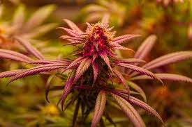 Sour Diesel Autoflower The Ultimate Guide to a Legendary Strain Sour Diesel Autoflower The Ultimate Guide to a Legendary Strain