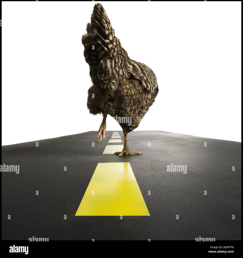Guide to chicken road oficial