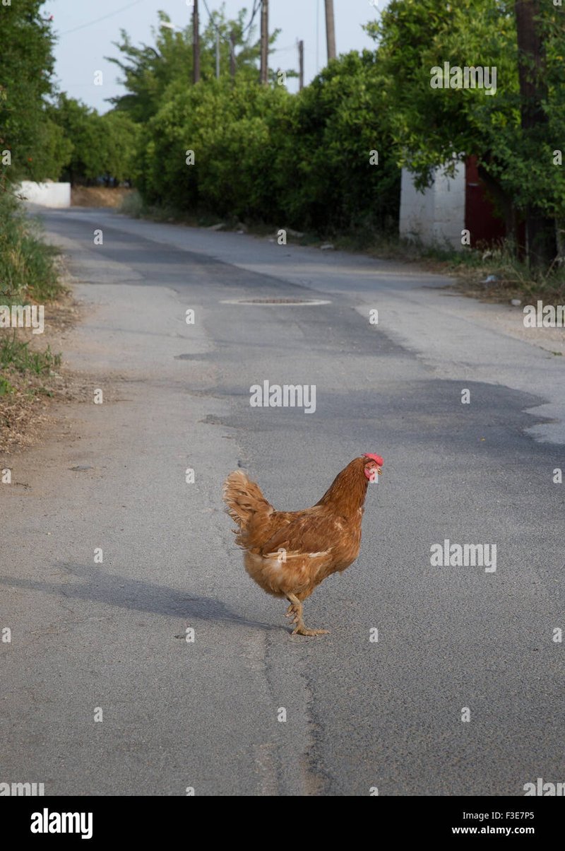 Introduction to chicken road online